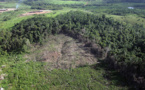 Forte hausse de la destruction de la forêt vierge tropicale en 2020