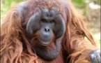 Indonésie: la forêt des orangs-outans menacée, malgré le moratoire