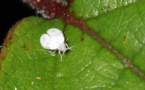 ​Micro-guêpe contre Mouche blanche