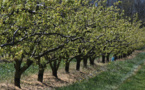 Nuit de gel catastrophique pour les arboriculteurs de la vallée du Rhône