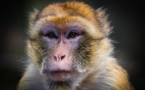 Sans les mains! Un singe joue à un jeu vidéo via un implant cérébral