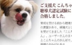 Japon: des biscuits pour chiens... à base de baleine