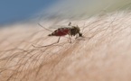 L’épidémie de dengue progresse encore : 99 cas confirmés
