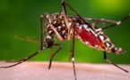 La dengue, l'autre épidémie qui frappe aussi La Réunion