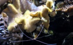 Les pollutions humaines affectent durablement la composition du plancton marin, selon l'Ifremer
