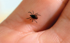 Maladie de Lyme: 30% des tiques porteuses d'un agent infectieux
