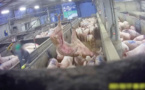 Maltraitance animale: L214 diffuse des images choc d'un abattoir du Finistère