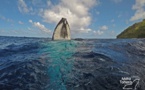 Premières baleines observées à Rurutu