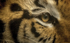 Un tigre en liberté retrouvé au Texas après une semaine de recherches