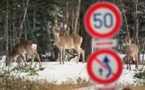 Japon: pipi de loup et rugissements de lion contre les cerfs