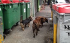 Haro sur les chiens errants à Papeete et Pirae