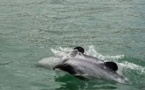 Des scientifiques exhortent la N-Zélande à sauver le dauphin Maui