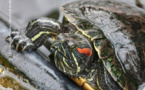 Gare aux tortues de Floride au fenua