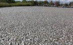 Mexique: 500 tonnes de poisson morts dans un barrage pollué