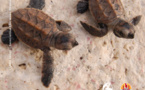 En savoir plus sur les tortues
