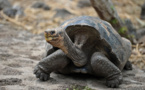 La tortue géante découverte aux Galapagos appartient bien à une espèce déclarée éteinte
