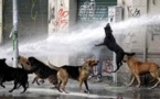 Quelque 500.000 chiens errants dans les rues de Santiago du Chili