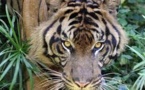 Des Indonésiens coincés plusieurs jours dans un arbre par des tigres