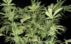 Deux familles se disputent des pieds de cannabis : 300 pieds détruits