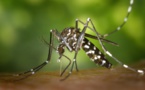 Une étude sur la dengue en Indonésie porteuse d'espoir pour contenir le virus