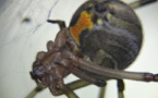 La veuve brune : une araignée qui fait son nid à Tahiti