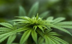 Importation de graines de cannabis : 12 mois de sursis requis