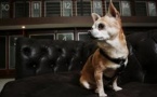 Vienne: l'hôtel de luxe Sacher propose des chambres ... pour les chiens