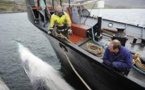 Islande: retour à la case départ pour 130 tonnes de viande de rorqual