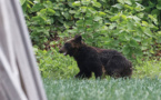 Un ours abattu après s'être déchaîné dans une ville japonaise