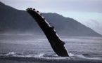 Biodiversité locale : Les baleines...et les orques sont arrivés !