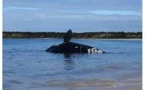 Australie: la carcasse d'une baleine franche australe échouée avec des morsures de requin