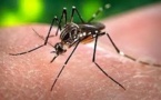 Virus de la dengue et moustique: une histoire de couple compliquée
