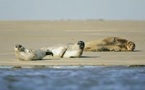 Le phoque sème la zizanie sur la côte d'Opale et en baie de Somme