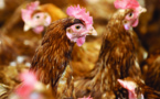Les œufs de poule classifiés