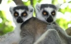 Sans action d'urgence, les lémuriens de Madagascar auront disparu dans 20 ans