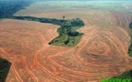 En Amazonie, Sao Felix do Xingu tourne la page de la déforestation