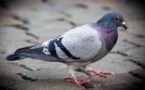 A Buenos Aires, des pigeons voyageurs pour le trafic de cannabis