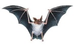 Des chauves-souris à l'origine du mystérieux coronavirus MERS en Arabie Saoudite