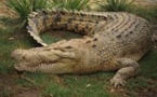 Australie: un homme de 24 ans emporté par un crocodile sous les yeux de ses amis