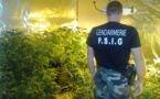 Démantèlement d'une "ferme à cannabis"  à Papeari