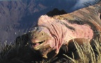 Premier recensement d'iguanes roses sur l'archipel des Galapagos