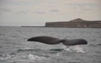 Les eaux territoriales de l'Uruguay, sanctuaire pour baleines et dauphins