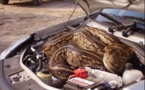 Une automobiliste havraise trouve un python dans son moteur