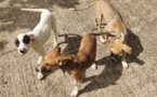 Chiens errants en Terre des Hommes
