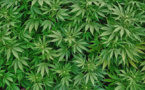 Cannabis : saisie de près de 2 400 plants sur Tahiti et Taha’a