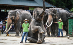 En Chine, cohabitation douce-amère entre éléphants et villageois