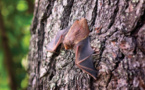 Dans leur enfance, des chauves-souris babillent comme les bébés humains
