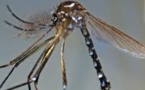 Dengue, chikungunya : découverte d'un nouveau vecteur potientiel à Mayotte