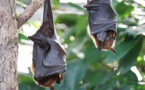 Et si les chauves-souris détenaient la clé d'une vieillesse bien portante