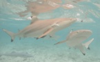 ​Sursis après la morsure d'un enfant par un requin à l'ex-Lagoonarium